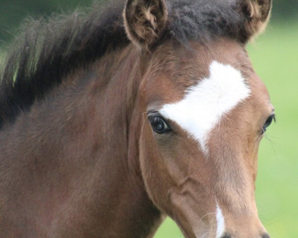 Pferd Heiligenbergs Karls Komet (Deutsches Reitpony, 2023, von Heiligenbergs Karl der Große)