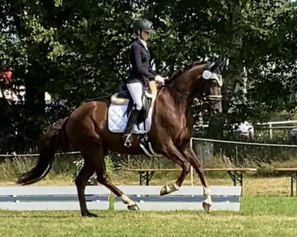 Pferd For Glamour (Hannoveraner, 2018, von Finnigan)