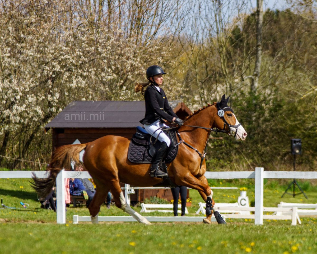 jumper First Class Luna (German Riding Pony, 2015, from Venustas Crazy Boy)