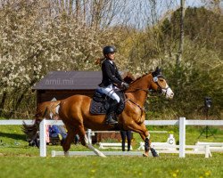 jumper First Class Luna (German Riding Pony, 2015, from Venustas Crazy Boy)