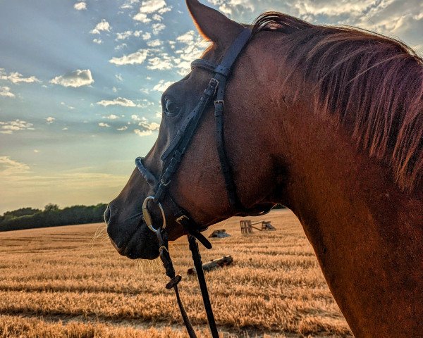 Pferd Cirrus (Trakehner, 2007, von Manrico)