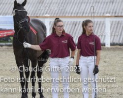 dressage horse Balalaika 31 (German Sport Horse, 2017, from Morricone)