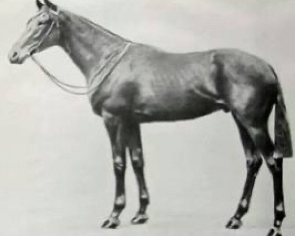 stallion Tom Pinch xx (Thoroughbred, 1921, from Hurry On xx) stallion Tom Pinch xx (Thoroughbred, 1921, from Hurry On xx)