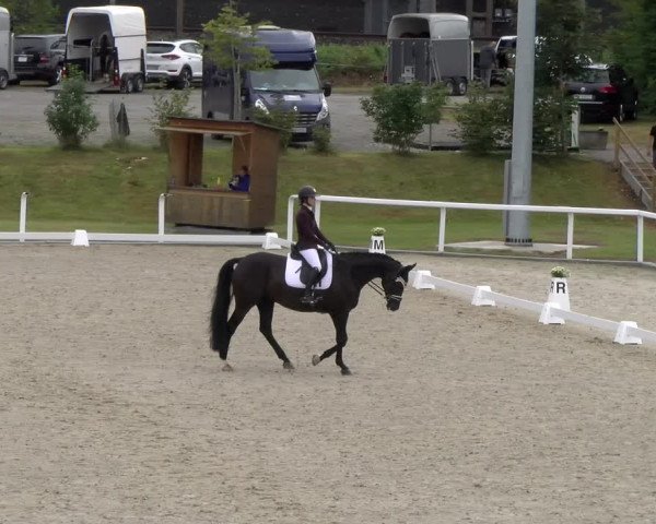 Reitturnier Bülach 2023