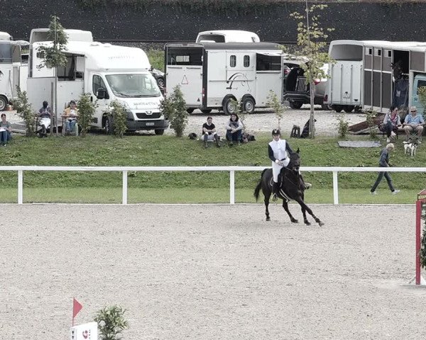 Pferdesporttage Bülach 2021