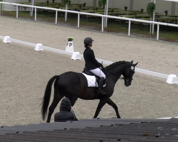 Reitturnier Bülach 2023