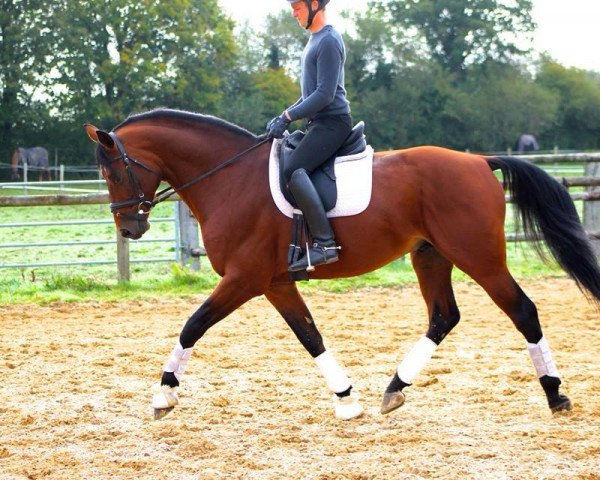 stallion Ultimo D'Hitot (Oldenburg, 2008, from Argentinus)