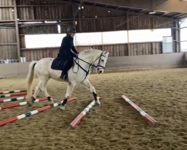 horse Sir Sönke (Hanoverian, 2006, from Satisfaction FRH)