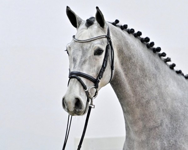 horse Constapero PS (Oldenburg show jumper, 2019, from Conthargos)
