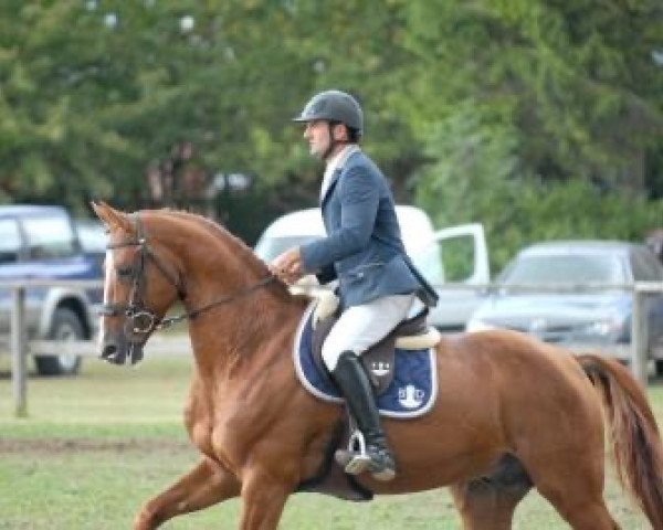 stallion Maestro Champeix (Selle Français, 2000, from Bayard d'Elle)