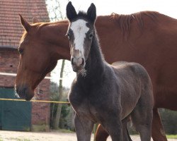Pferd Hengst von Grey Butt / Edward (Hannoveraner, 2023, von Grey Butt)