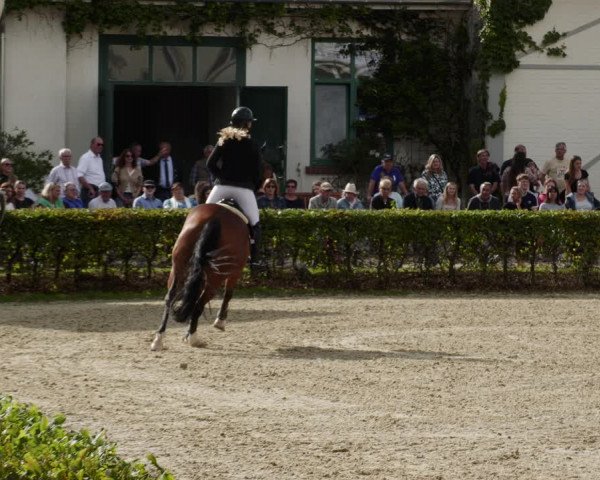 Reitturnier St.Wendel, Gestüt Welvert 2023