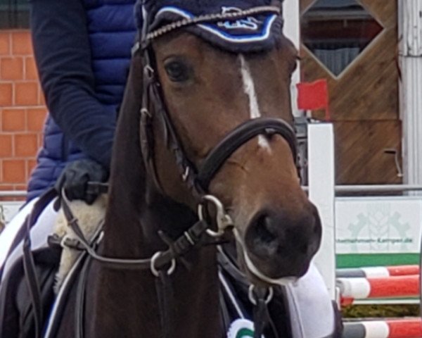 jumper Misses Millies (Holsteiner, 2019, from Origi D'o)