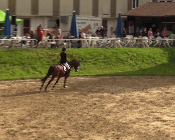Reitturnier Viersen-Dülken 2023