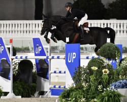 jumper Matonge of Colors (Belgian Warmblood, 2012, from Elvis Ter Putte)