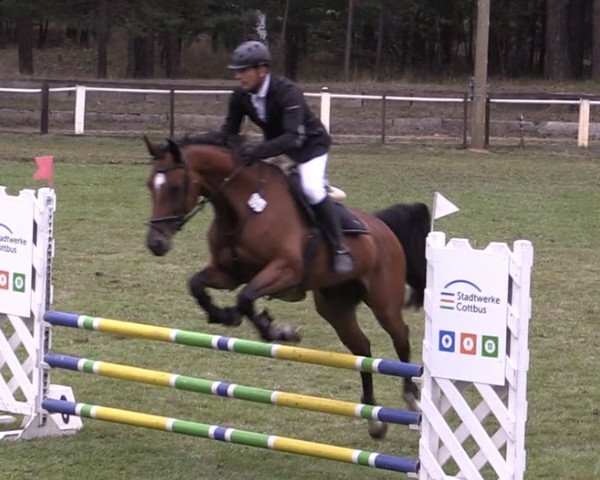 jumper Constanze 56 (Westphalian, 2010, from Captain Fire)