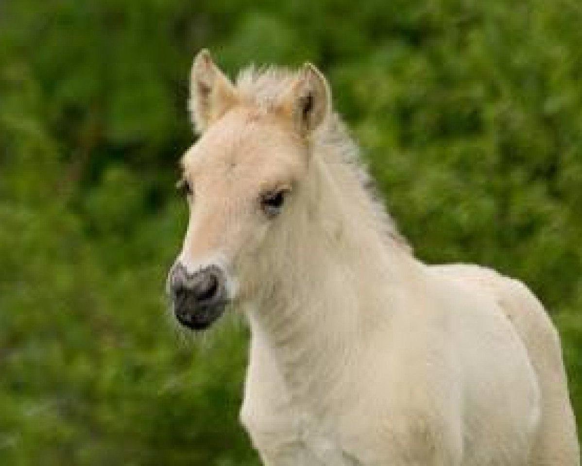 Pferd Karli (Fjordpferd, 2016, von Kelvin)