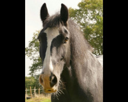 dressage horse Balin (Tinker / Irish Cob / Gypsy Vanner, 2012, from Forrest 0810140)