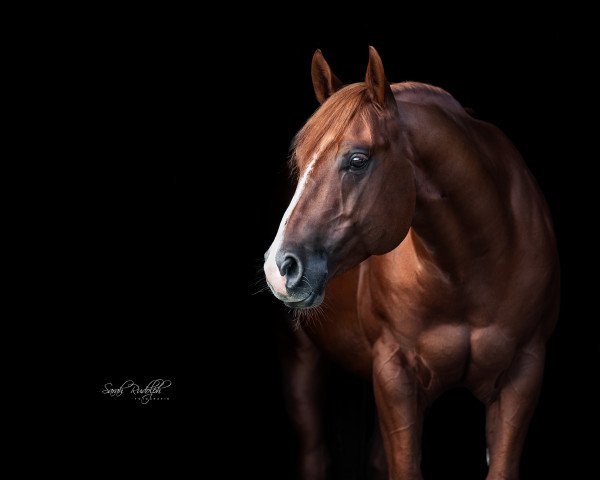 horse Bhtopsailenterprise (Quarter Horse, 2016, from Whiz A Gold)