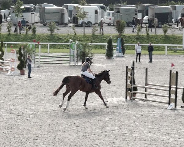 Pferdesporttage Bülach 2021