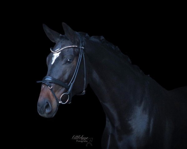 dressage horse Dubai Dance (Oldenburg, 2015, from Damon Hill)