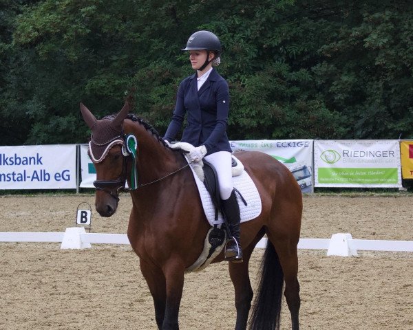 dressage horse Carissa 17 (Zangersheide riding horse, 2014, from Cascor Z)