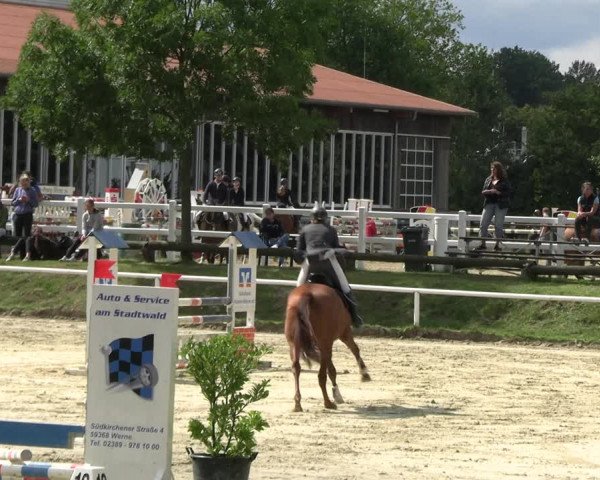 Reitturnier Werne 2023