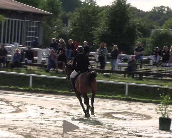 Reitturnier Werne 2023