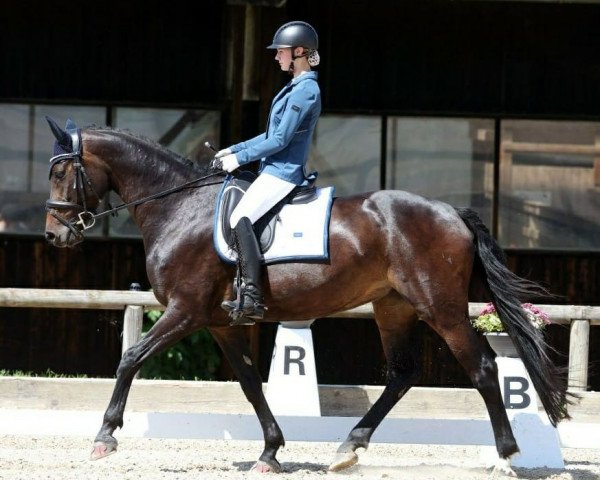 jumper Annabella F (Holsteiner, 2015, from Adagio de Talma)