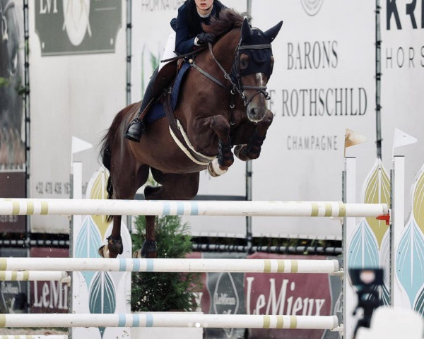 Springpferd Mito vd Zilverenhoek (Belgisches Warmblut, 2012, von Mylord Carthago)