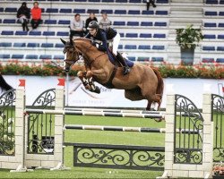 jumper My Way du Sud Z (Zangersheide riding horse, 2016, from Mithras de Regor)