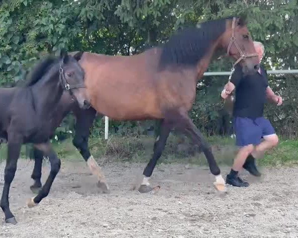 Video von Richard Löwenherz dk