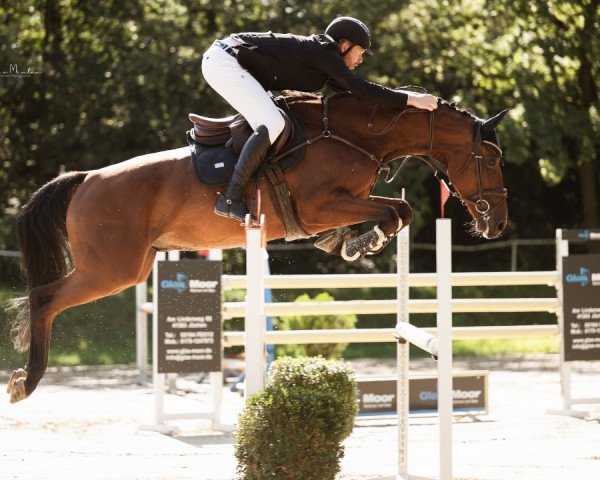 Skokan Mykita (KWPN (Nizozemský teplokrevník), 2017, od Malibu Z)