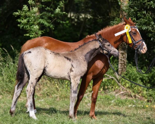 horse Get Smart LH (German Riding Pony, 2023, from Gold Garant)