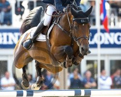 Springpferd J. Comghorla van Beek (KWPN (Niederländisches Warmblut), 2014, von Comme il Faut)