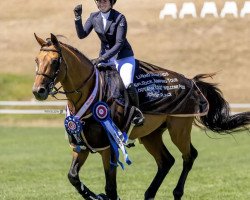 stallion Lavallino Ter Klomp (Belgian Warmblood, 2011, from Clearway)