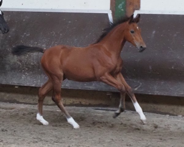 horse Cafe's Rhodina (Oldenburg, 2023, from Cafe au lait 2)