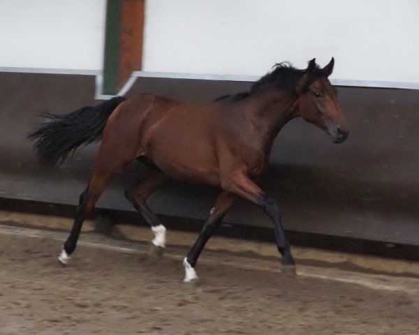 Pferd Cafe‘s Romeo (Oldenburger, 2022, von Cafe au lait 2)