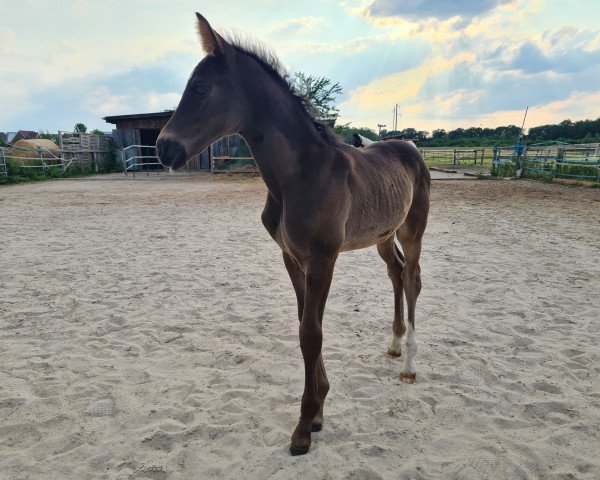 horse Maleficent MS (Oldenburg, 2023, from Skyline To B)