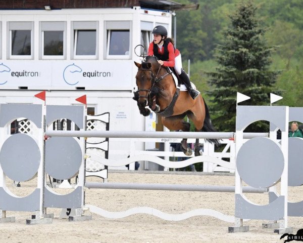jumper Kenya van de Kleinheide (Belgian Warmblood, 2010, from Thunder van de Zuuthoeve)