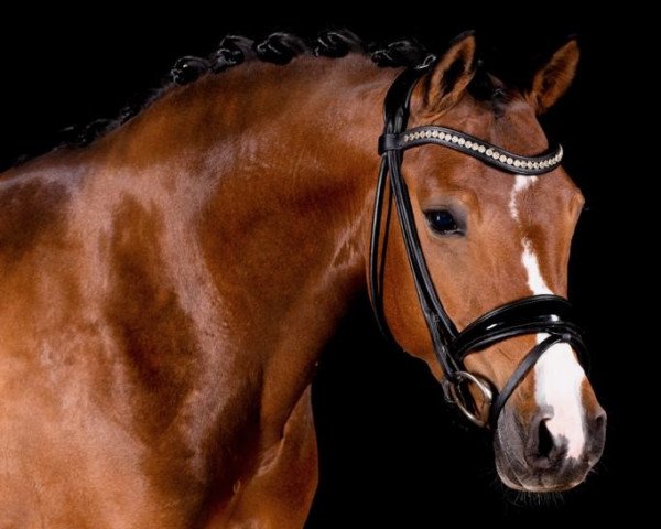 Pferd Hidden Secret (Deutsches Reitpony, 2016, von Highlight P)