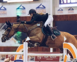 jumper Caprice de Fervac (Selle Français, 2012, from Cabri du Val)