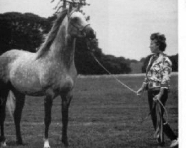 Deckhengst Scindian Magic (Araber, 1961, von Indian Magic ox)