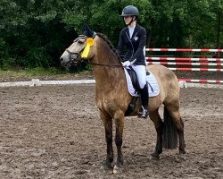 dressage horse Dunkirk (Pony without race description, 2012)