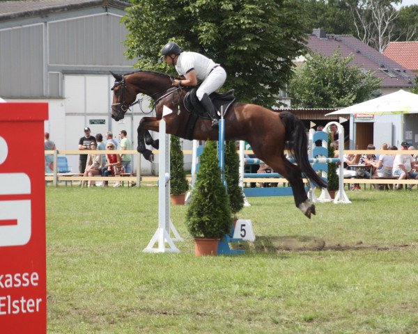 Springpferd Quickstep Gold (Deutsches Sportpferd, 2018, von Quiz)