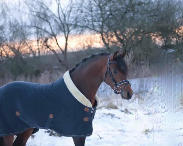 dressage horse Cocobell de Karma (German Riding Pony, 2017, from Coke saint of the Life)