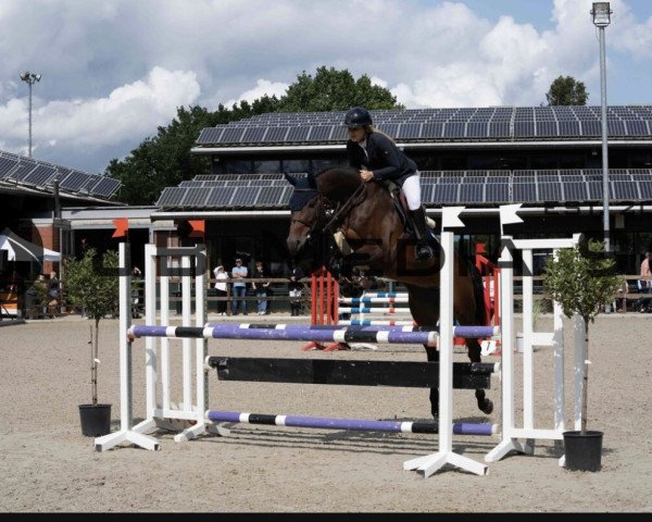 jumper Untouched Uschi (Westphalian, 2017, from United Touch S)