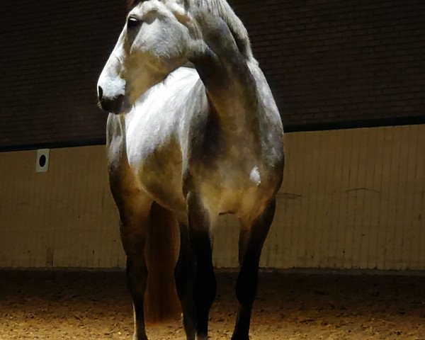 jumper Quite White Quantaro (Oldenburg show jumper, 2017, from Quantos 17)