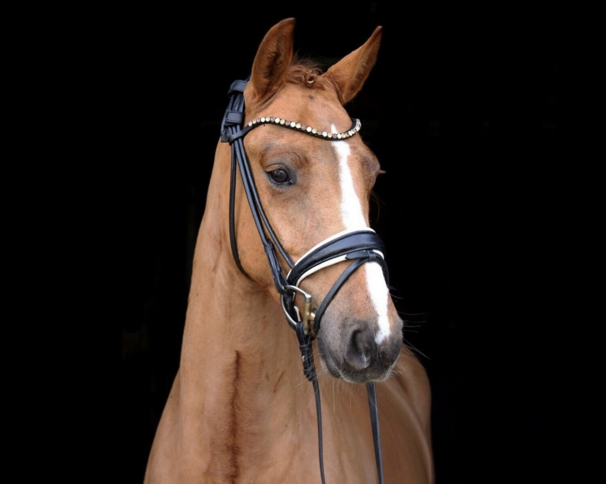 Pferd All the Best 4 (Deutsches Reitpony, 2019, von Ampere)