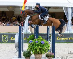 jumper Jaguar King WD (KWPN (Royal Dutch Sporthorse), 2014, from Zirocco Blue)